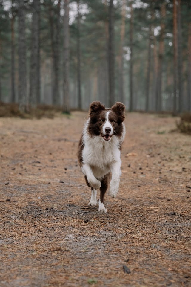 Comment porter plainte pour morsure de chien ?